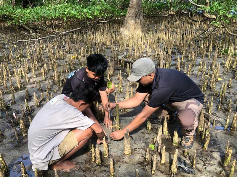 penanaman mangrove