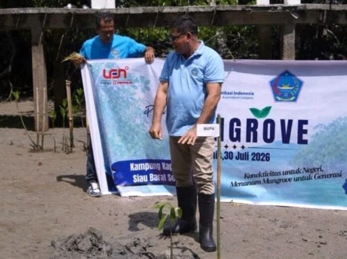 sitaro mangrove bibit mangrove sitaro