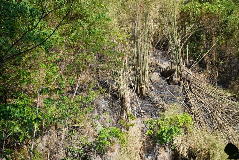 kebakaran hutan sitaro